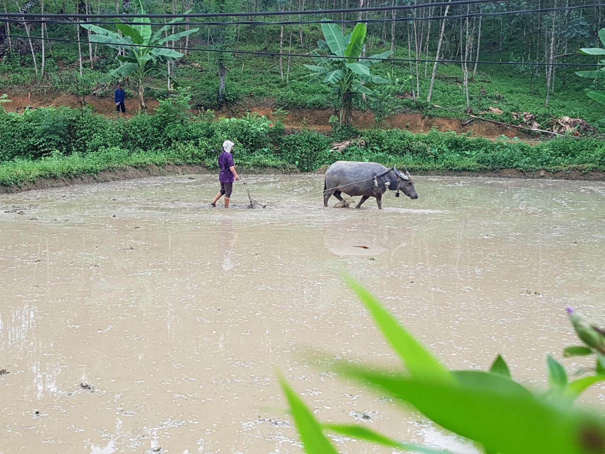 Vu Linh Palm House Homestay - Bungalow Yen Bai Luaran gambar